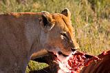 TANZANIA - Serengeti National Park - Leonessa con preda (Bufalo) - 09